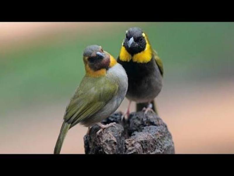 Cuban finches cutthroat finches