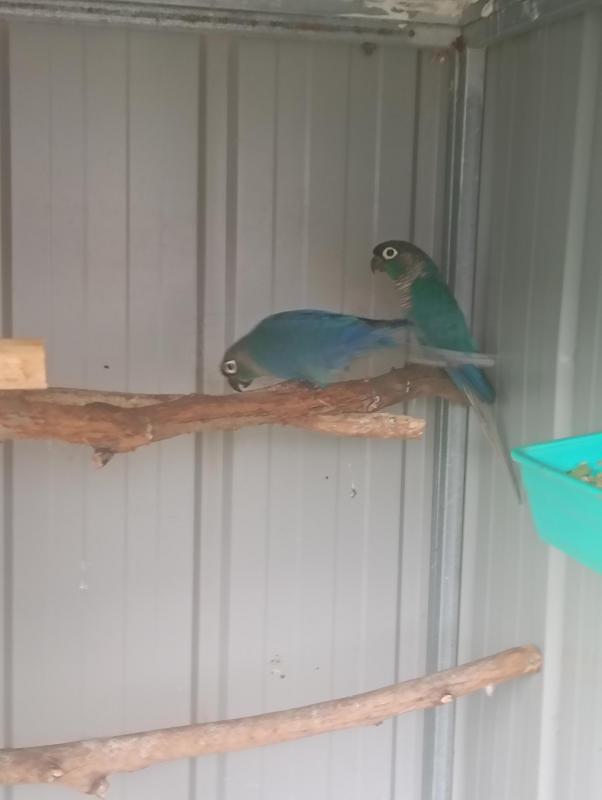DF & SF Violet Greencheek Pair