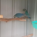 DF & SF Violet Greencheek Pair