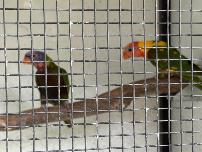 Rainbow lorikeets