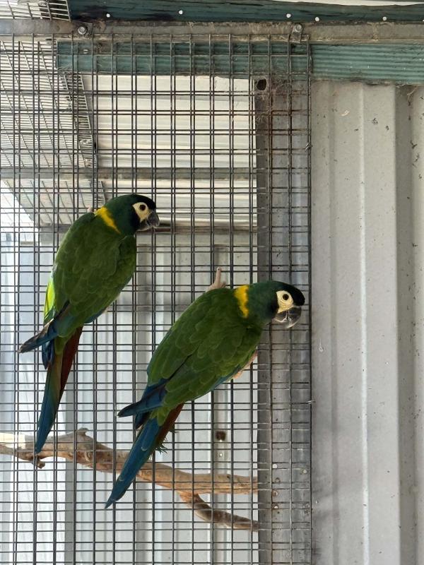 Breeding pair yellow collar macaws