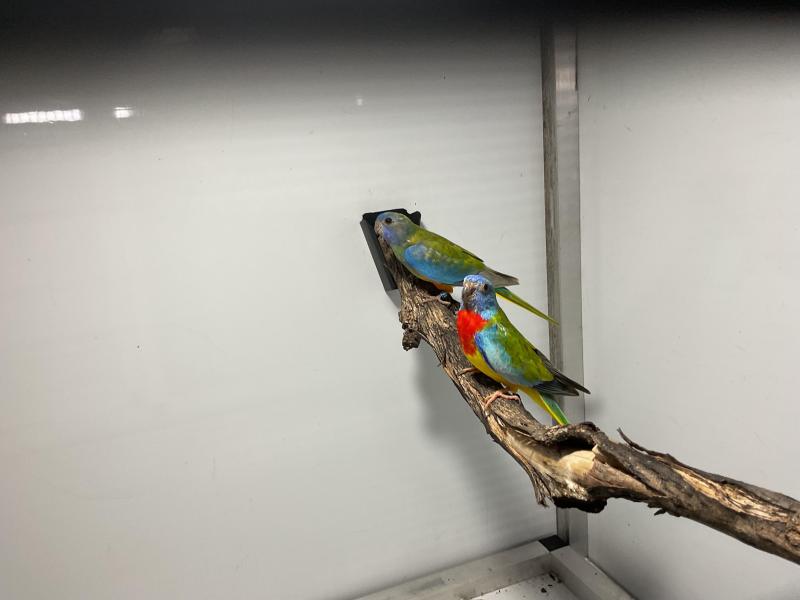 Gunnedah bird sale scarlet chested mutations
