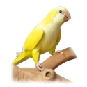 LOOKING FOR A LUTINO QUAKER MALE