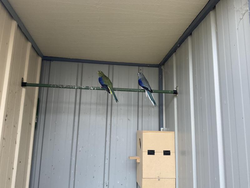Blue winged parrots