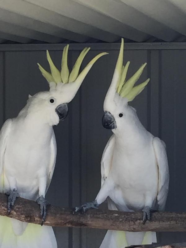 Pair of Fitzroyi sulphurs