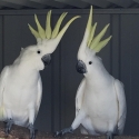 Pair of Fitzroyi sulphurs