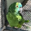 blue fronted amazon pair