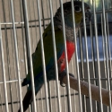 Breeding Pair of Crimson Conures