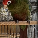 Breeding pair Rose Crown & Crimson Conure