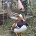 Mandarin Duck Pair