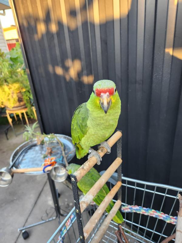 Red lored amazon.