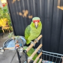 Red lored amazon.