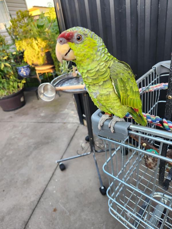 Lilac crowned amazon