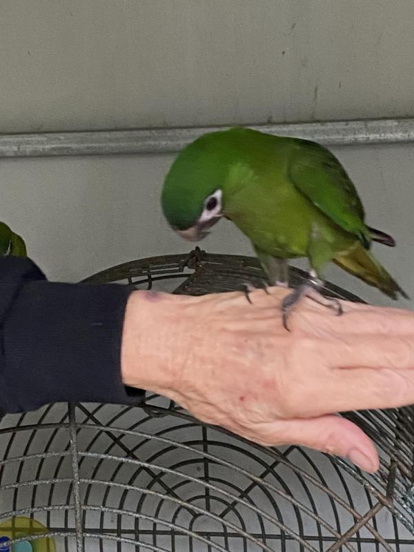 AT GUNNEDAH  11 APRIL - HAND TAME HAHNS MACAW - $900