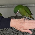 AT GUNNEDAH  11 APRIL - HAND TAME HAHNS MACAW - $900