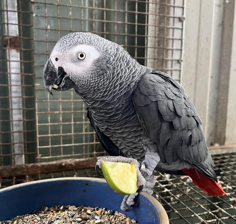 African Grey Hen