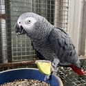 African Grey Hen