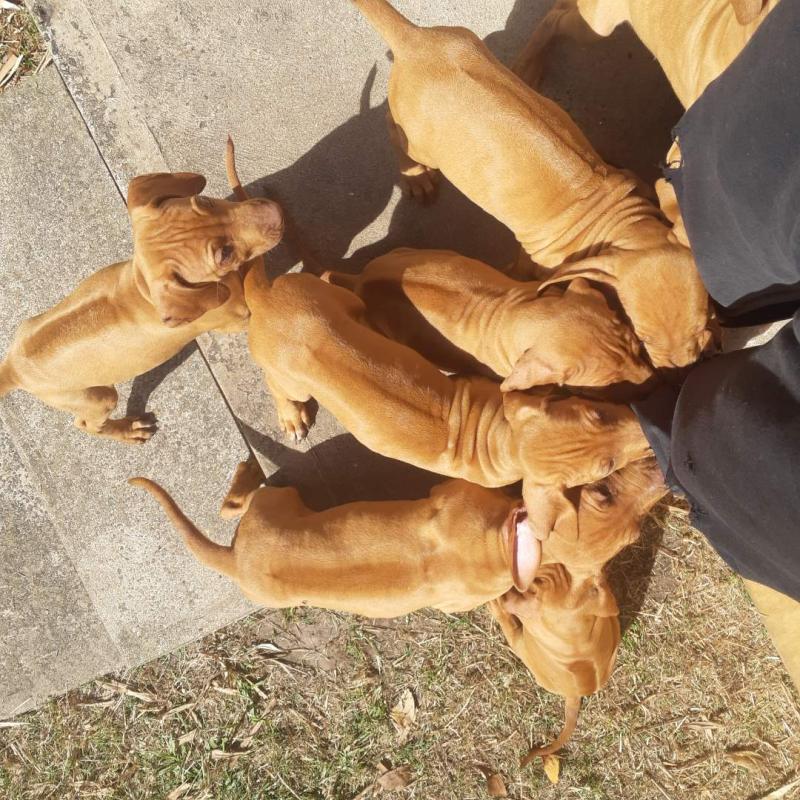 Rhodesian Ridgeback puppies