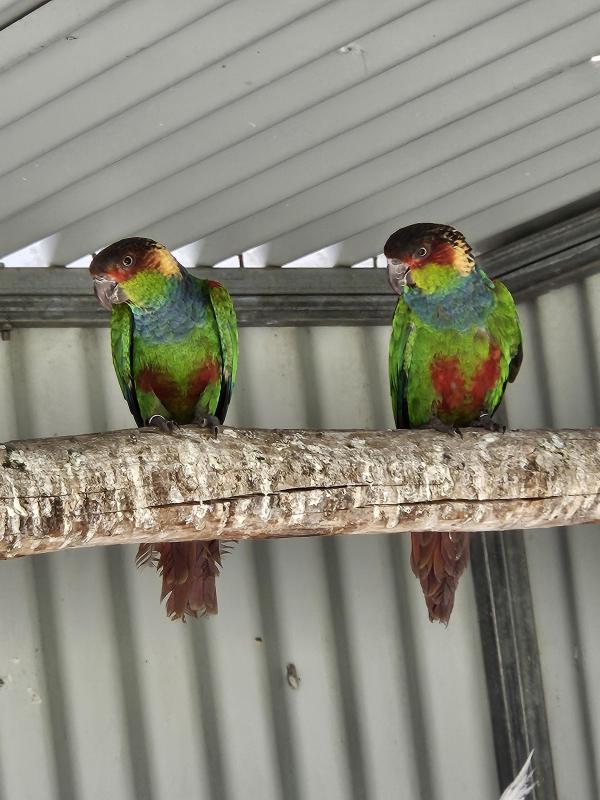Unrelated bonded blue throat conure
