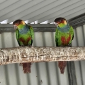 Unrelated bonded blue throat conure
