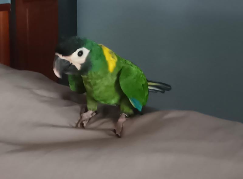 Yellow collared Macaw handraised