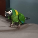 Yellow collared Macaw handraised