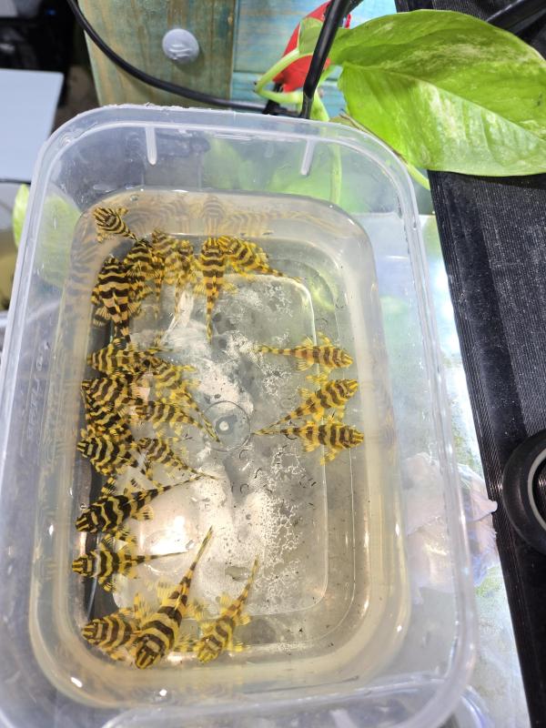 L134 LEOPARD FROG PLECOS