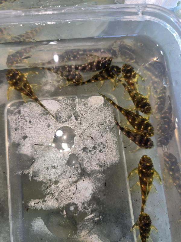 L201 SNOWBALL PLECOS