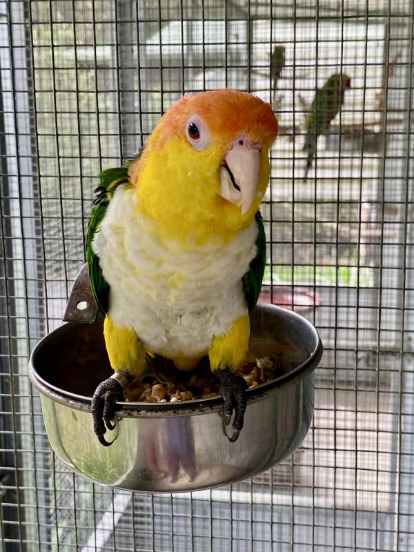 REDUCED - BONDED PAIR OF WHITE BELLIED CAIQUES