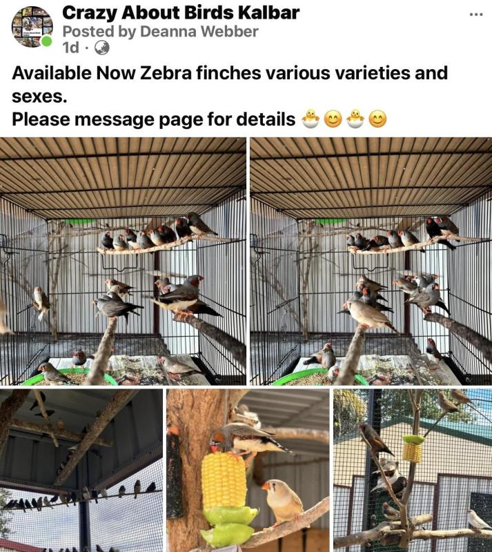 Zebra finches various