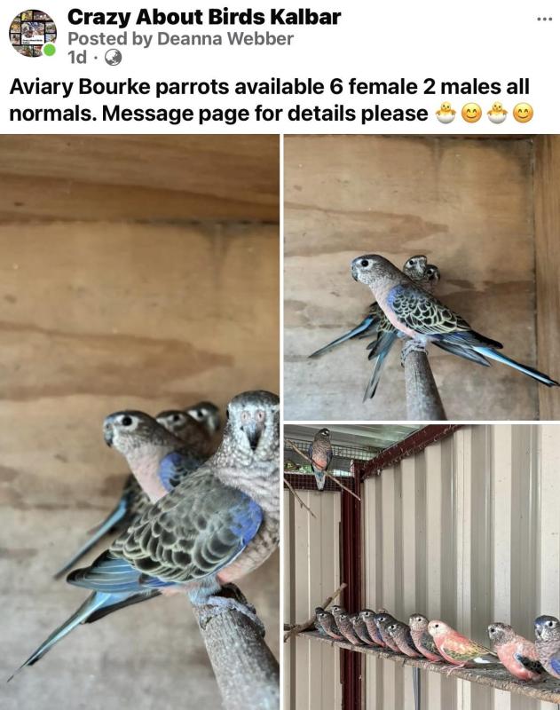 Bourke parrots normal aviary