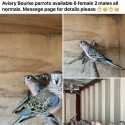 Bourke parrots normal aviary