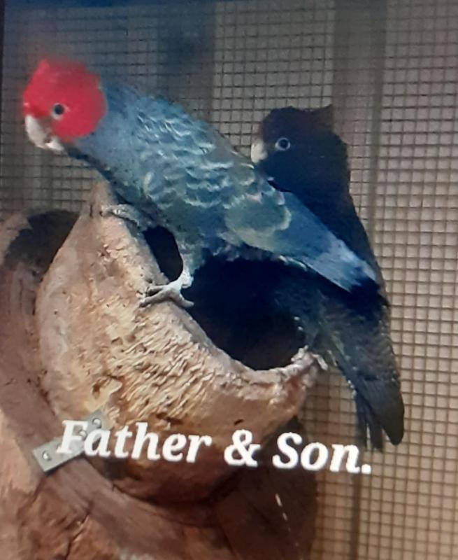 Young Gang Gang Cockatoo.