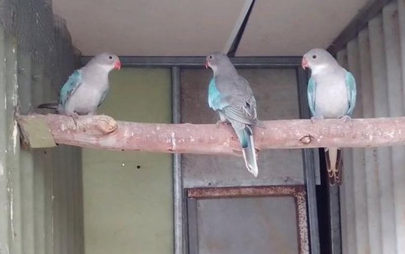 Princess Parrot's Blue (3) 2025 Bred