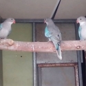 Princess Parrot's Blue (3) 2025 Bred