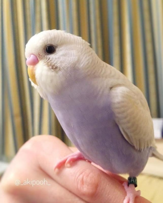 Want to buy bulk hand tame budgies