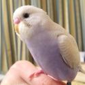 Want to buy bulk hand tame budgies