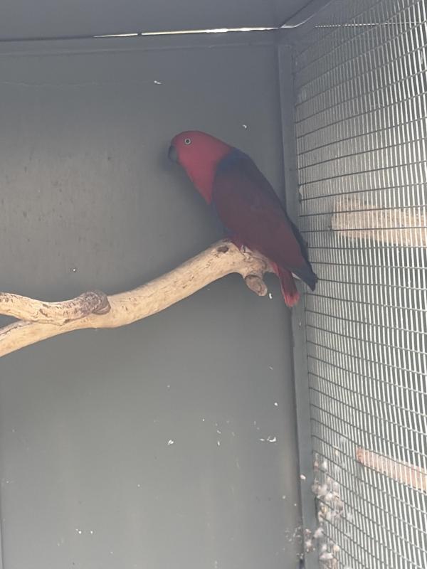 Female Eclectus parrot.