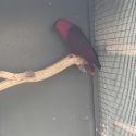 Female Eclectus parrot.