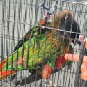 hand reared yellow streaky lory hen