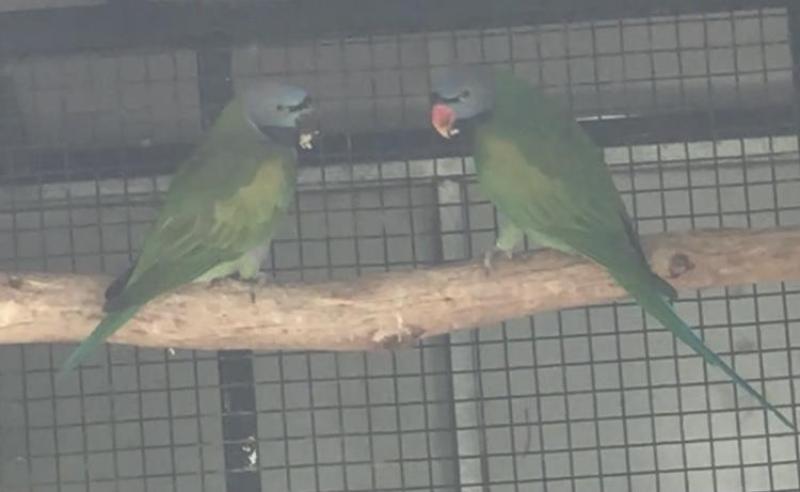 Mature & young Derbyan Parrots