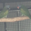 Mature & young Derbyan Parrots