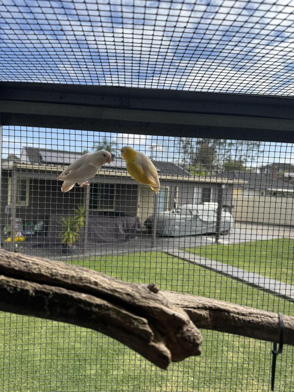 Fischer lovebirds pair