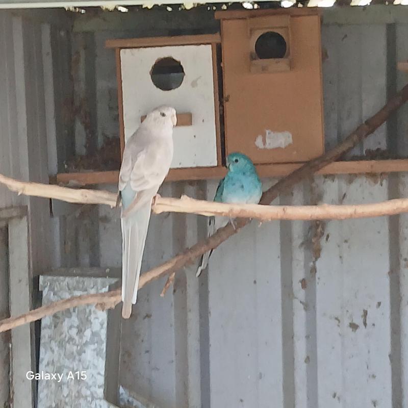 Red rump Parrots