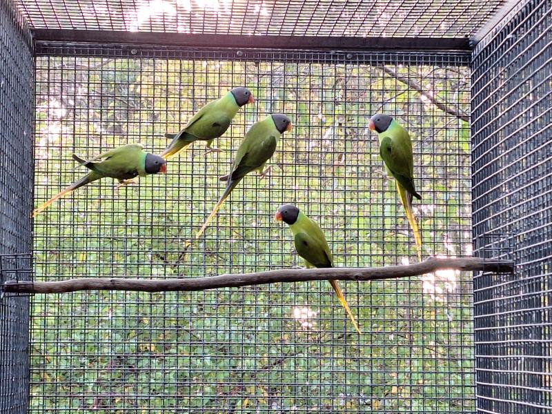 Slaty Headed Parrots