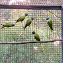 Slaty Headed Parrots