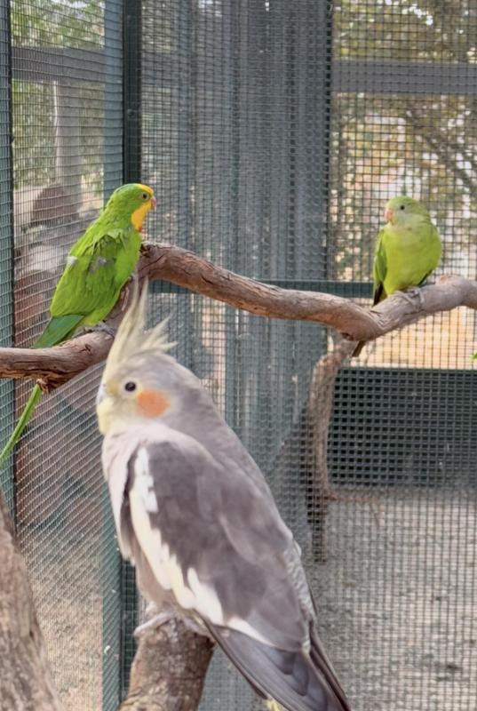 Pair superb parrots pure normal wild type