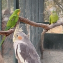 Pair superb parrots pure normal wild type