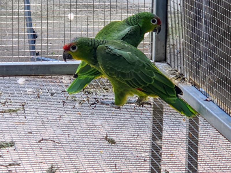 Lilacine Amazon Young Unrelated Pair