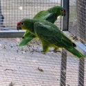 Lilacine Amazon Young Unrelated Pair